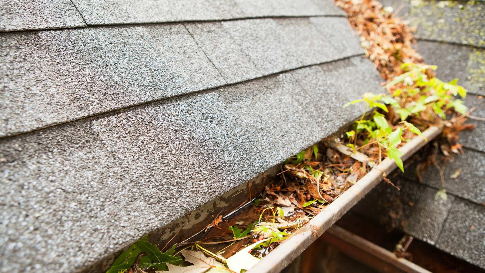 Pine Needles Clog Gutters