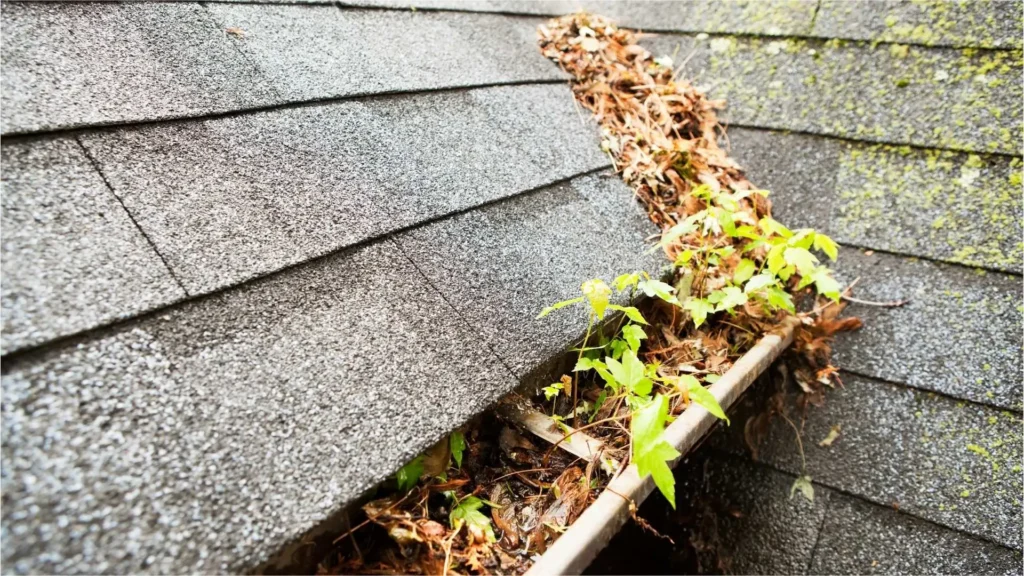What Happens If You Never Clean Your Gutters?